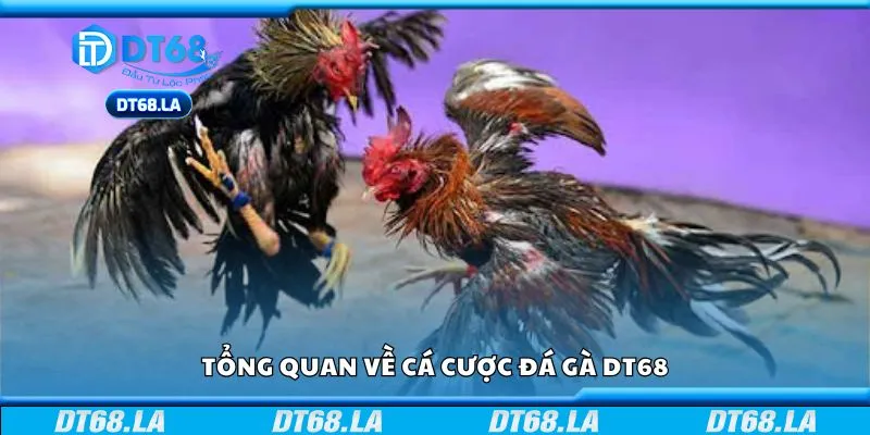 Tổng quan về cá cược đá gà DT68